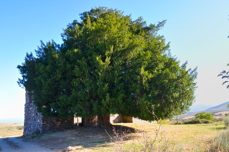 Árbol centenario