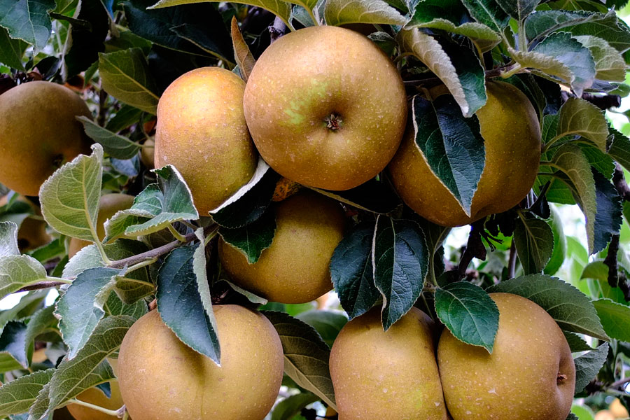 Manzana Reineta del Bierzo