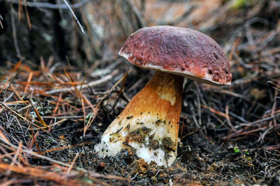Micología en el Bierzo