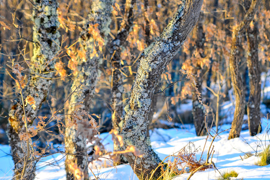 Árboles en invierno en Ponferrada