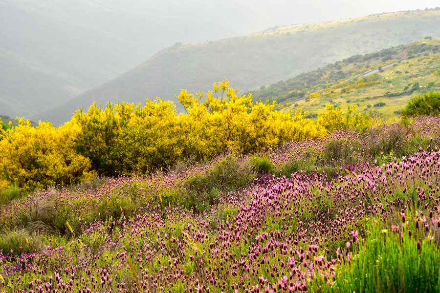 Brezos y cantuesos silvetres