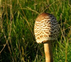 setas01 Lepiotas en el campo