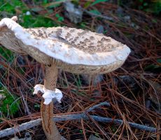 setas02 Lepiota en Ponferrada