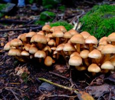 setas03 Jornadas Micológicas en Ponferrada