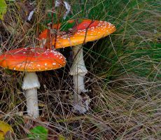 setas04 Micología Ponferrada