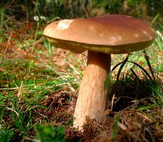 setas05 Recolección setas